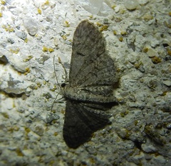 Eupithecia ultimaria
