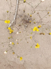 Lessingia pectinata pectinata