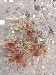 Sphaerococcus coronopifolius