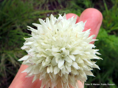 Cephalaria oblongifolia (Cephalaria oblongifolia)