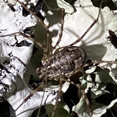 Leptobunus parvulus