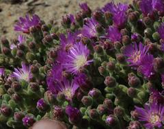 Drosanthemum luederitzii
