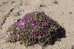 Drosanthemum luederitzii