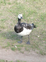 Branta leucopsis