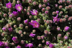 Drosanthemum luederitzii