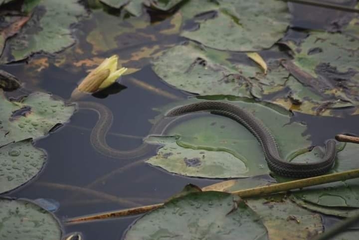 Patzcuaro Garter Snake