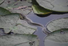 Thamnophis eques patzcuaroensis