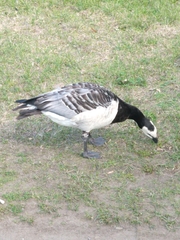 Branta leucopsis