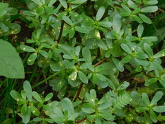 Portulaca oleracea