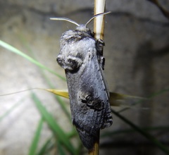 Parahypopta caestrum