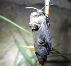 Parahypopta caestrum