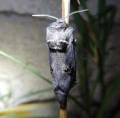 Parahypopta caestrum