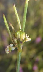 Centella virgata congesta