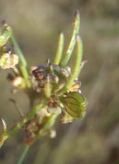 Centella virgata congesta