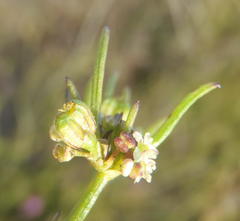 Centella virgata congesta