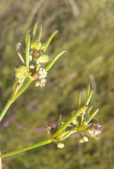 Centella virgata congesta