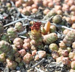 Crassula barklyi