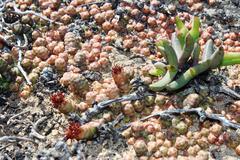 Crassula barklyi