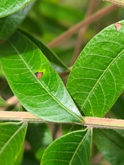 Rhus copallina image