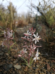 Trachyandra patens