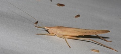Neoconocephalus bivocatus