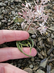 Trachyandra patens