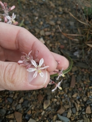 Trachyandra patens