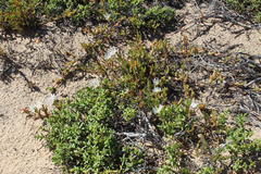 Vanzijlia annulata