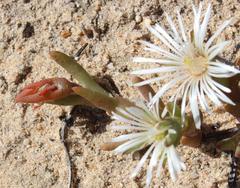 Vanzijlia annulata