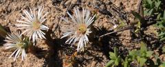 Vanzijlia annulata
