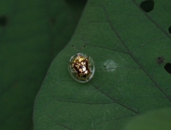 Aspidimorpha furcata