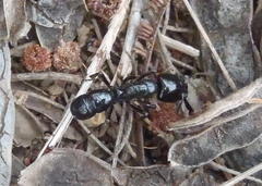 Plectroctena mandibularis