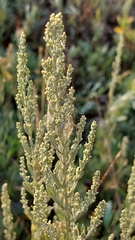 Artemisia caerulescens