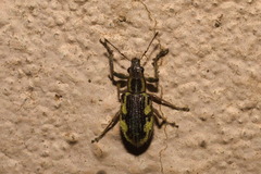 Lanterius micaceus