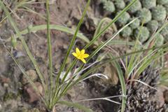 Hypoxis filiformis