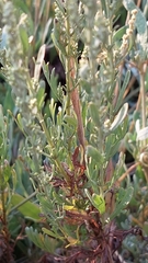 Artemisia caerulescens