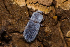 Colydiinae