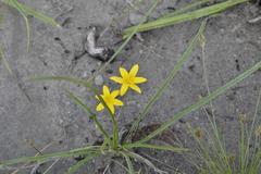 Hypoxis filiformis