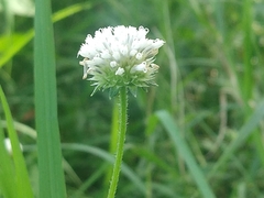 Melanthera angustifolia