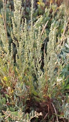 Artemisia caerulescens