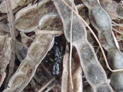 Plectroctena mandibularis