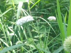 Melanthera angustifolia
