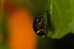 Nodocolaspis tarsata