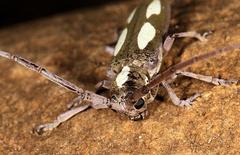 Prosopocera paykulli
