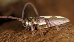 Prosopocera paykulli