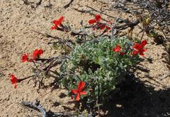Pelargonium fulgidum