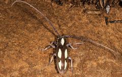 Prosopocera paykulli