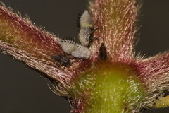 Enchenopa squamigera