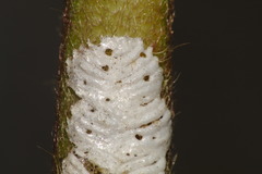 Enchenopa squamigera