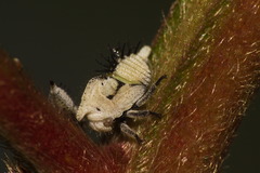 Enchenopa squamigera